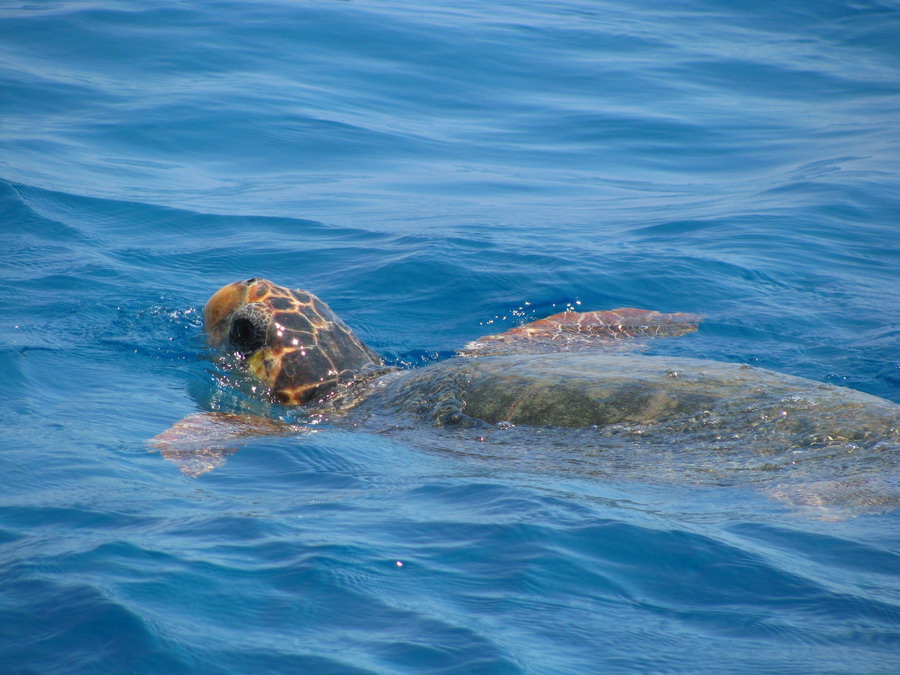  Kornjače CarettaCaretta 